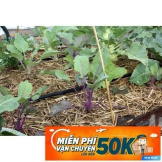 1g Hạt giống Su hào Tím (tặng gói kích nẩy mầm và hướng dẫn) LuckyseadTG