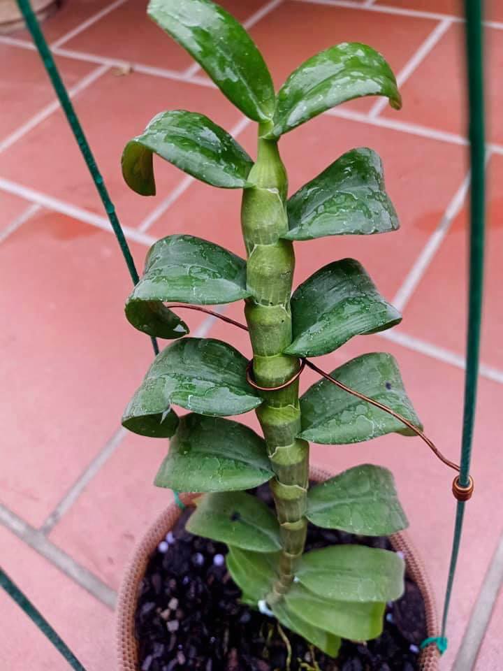 (shop uy tín) Hoa lan phi điệp-tím yên tử(cao 30cm ,trồng thuần ấm chậu) uy tín chất lượng