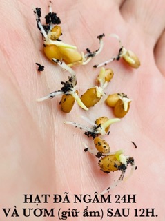 100g hạt giống cỏ lúa mì (cỏ lúa mạch/tiểu mạch) ươm nảy mầm.