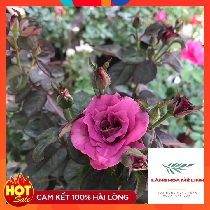 Bonsai Tezza Tím [♥️SIÊU ĐẸP - GIÁ RẺ♥️] - Hoa hồng bụi nhiệt đới căng tràn sức sống.