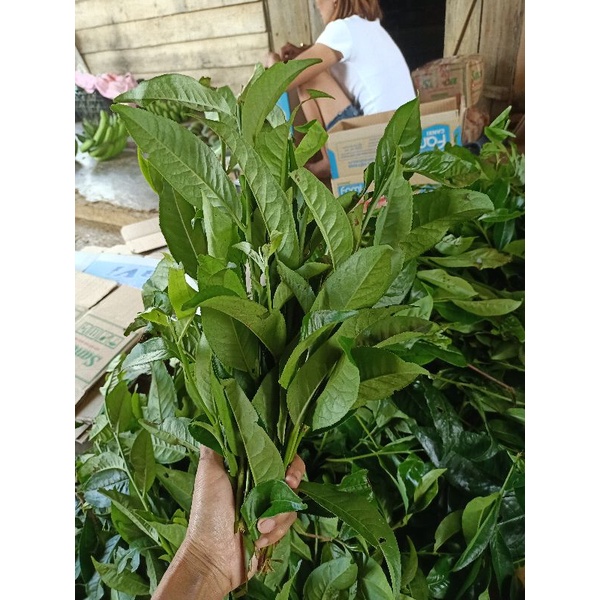 Lá trà xanh tươi Lâm Đồng