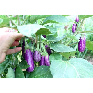 Hạt giống Cà Tím Dài Cali F1 2G nhập khẩu-  chuyên dụng.