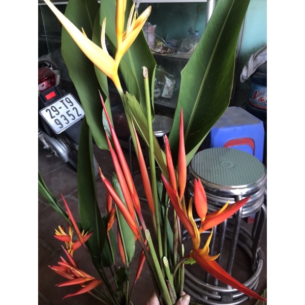 Chuối thiên điểu sẵn hoa