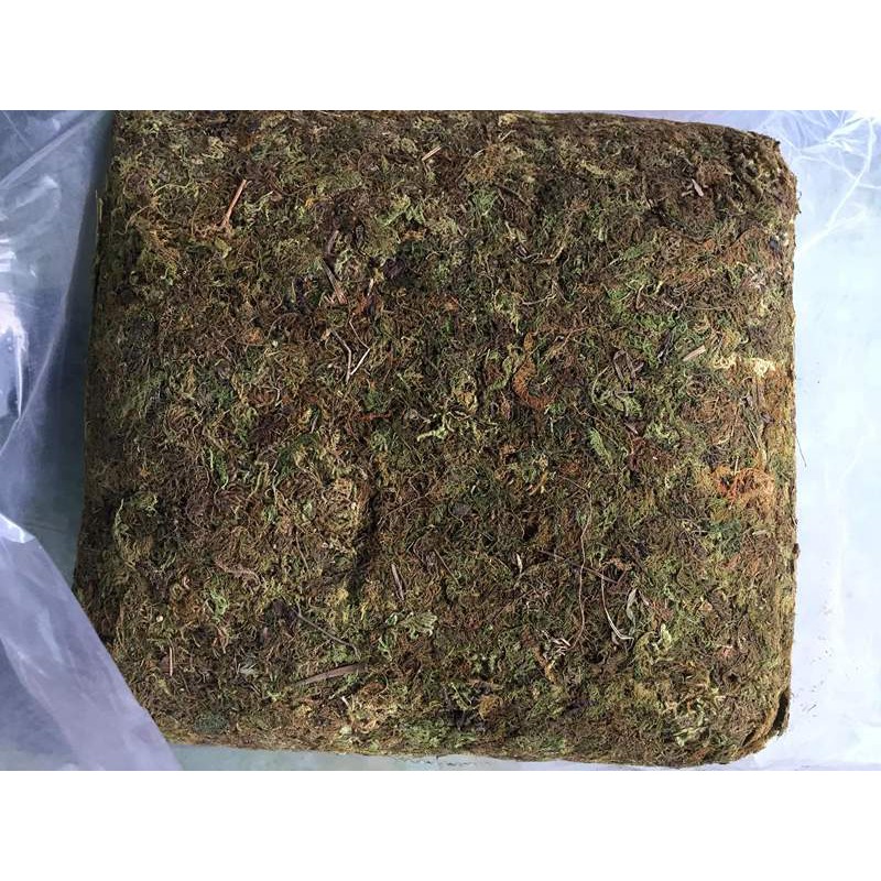 Gói 1kg rêu rừng sạch - giá thể trồng lan giá thể ghép lan rất tỗt và giữ ẩm cho lan rất lâu, rất thích hợp với các bác