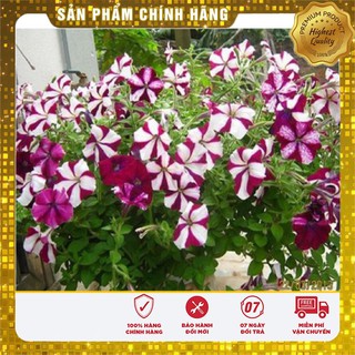 Hạt giống Hoa Dạ Yến Thảo Nhiều Màu