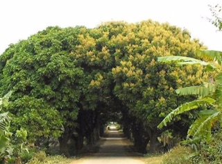 Mật ong nhãn chuẩn xịn