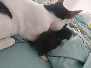 Combo Sữa Cho Chó Mèo Bio