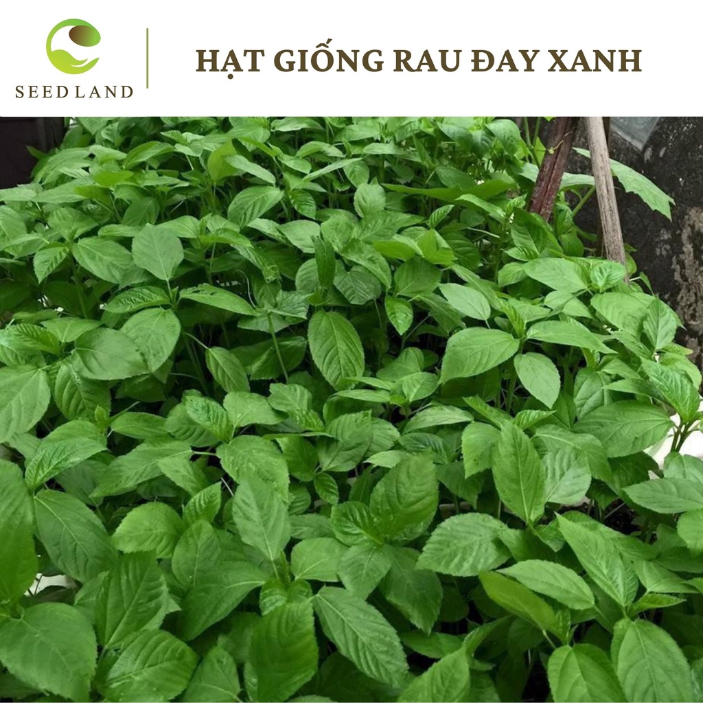 Hạt giống rau đay xanh - 10gr, dễ trồng năng suất cao Seed Land