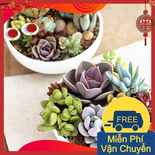 Combo 3 Gói Hạt Giống Sen Đá Mix