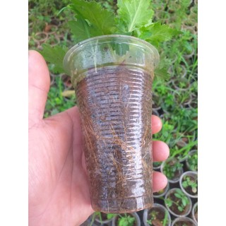 cúc cổ đổi màu