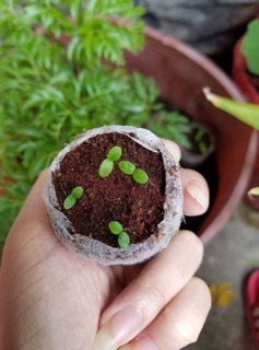 🌰🌰 HẠT GIỐNG SUNG MỸ NGỌT
