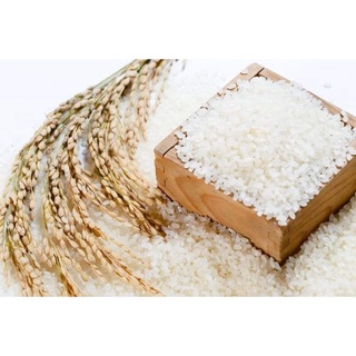 Nếp Tú Lệ, Yên Bái