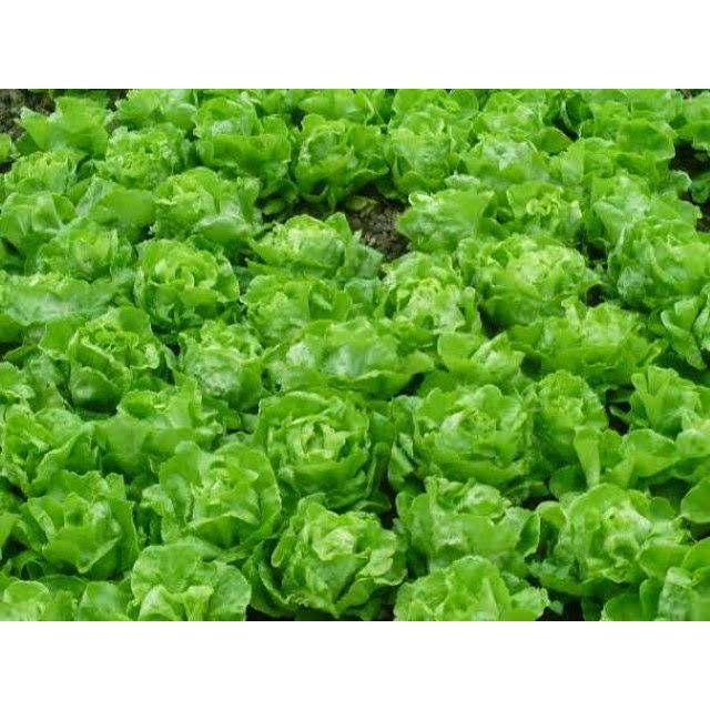 ( SIÊU HOT ) Hạt giống xà lách đăm (xà lách cuộn) 2g