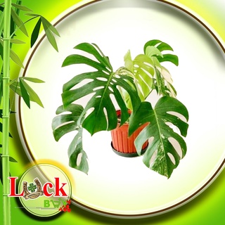 Cây Trầu Bà Đột Biến Monstera Variegata