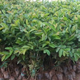 Cây ổi lê đài loan giống