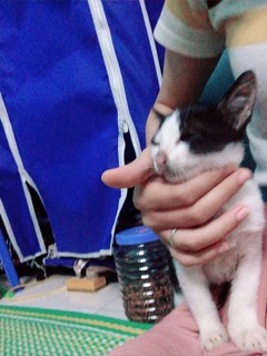 Áo trễ vai