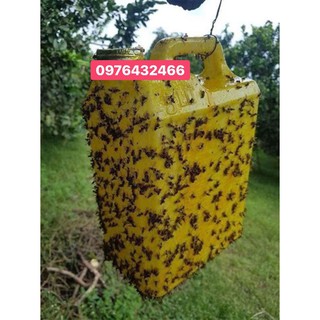 KEO XỊT BẪY RUỒI VÀNG chai 450ml (dùng xịt khoảng 40 chai lavi)
