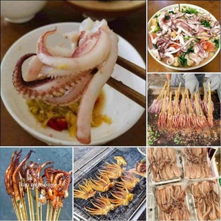 ĐẦU MỰC ỐNG. net 6 (giao nhanh)