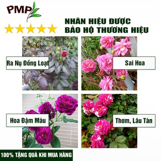 Phân SOYMIC PMP Siêu Phân Bón Ủ Vi Sinh Từ Đậu Nành, Trứng, Chuối, Humic, Vi Lượng Cho Hoa Hồng, Rau Sạch 500ml- 1000ml