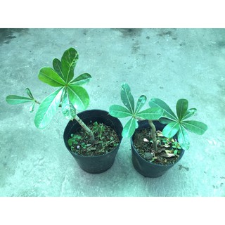 Cây sứ bầu ổn định sắp hoa