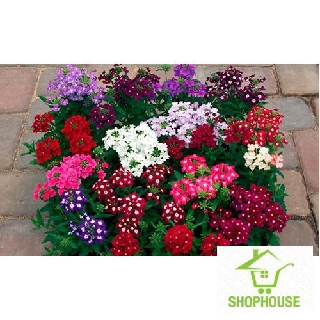 shophouse Hạt giống  hoa cúc in do (cúc vân anh) (50 hạt)  SHOP HOUSE  TẾT KHUYẾN MẠI