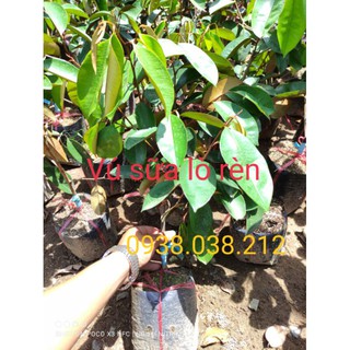 Cây giống vú sữa lò rèn