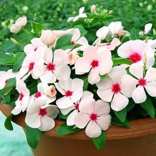 50 Hạt Giống Dừa Cạn Siêu Hoa Nhiều màu