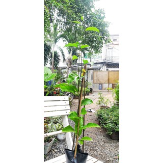 Cây chanh dây leo giàn (chỉ giao hỏa tốc HCM)