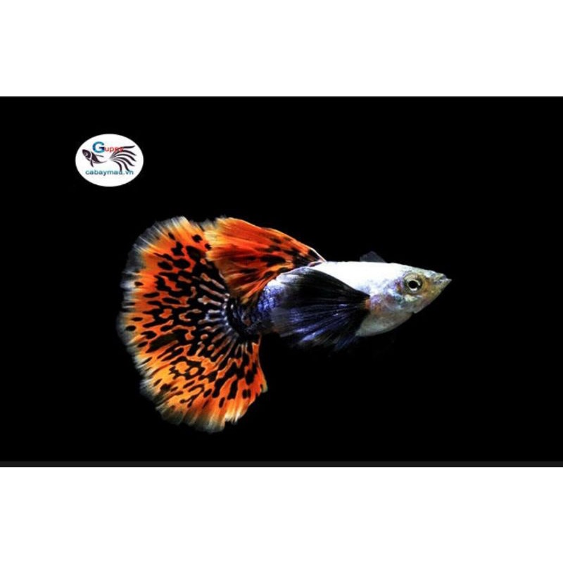 THỦY SINH đuôi Khổng Tước Siêu Đẹp size vừa-1cặp tặng thức ăn