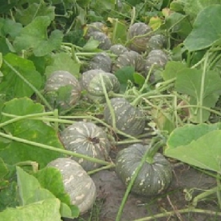 Hạt giống bí đỏ trái tròn Thuận Điền ( 20 hạt )