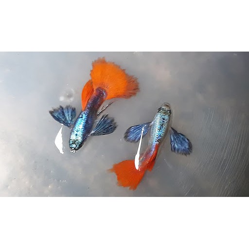 1 cặp cám Inve 3/5 Dumbo Redtail