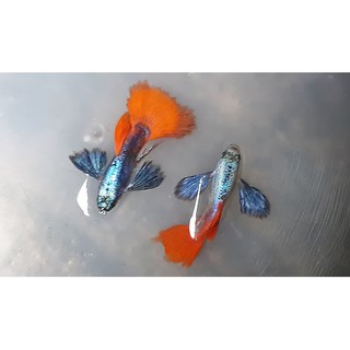 1 cặp cám inve 3/5 dumbo redtail