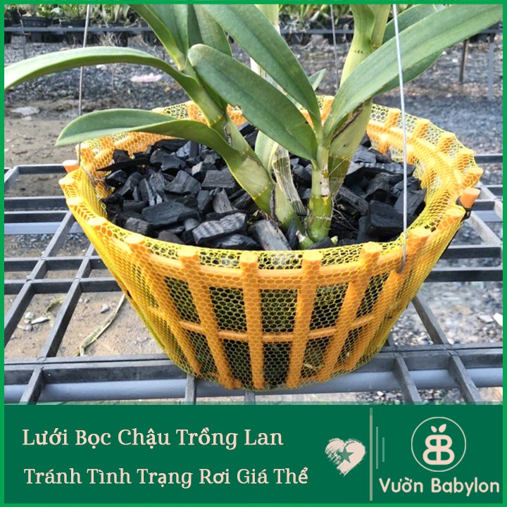 Lưới Bọc Chậu Lan Size Lớn 50cm