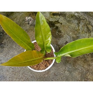 Mô Hình Đồ Chơi Xe Hơi Philodendron Gren