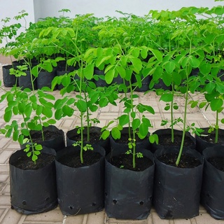 01 cây giống rau Chùm Ngây