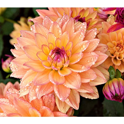Hạt giống hoa thược dược lai F1 nhiều màu DAHLIA - rau củ quả trồng chậu, sân vườn ban công nảy mầm cao 5 hạt 221