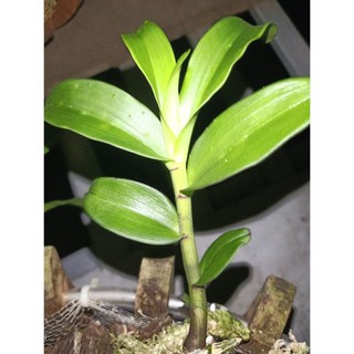 combo 1 ki phi điệp lá mít+1 ki phi điệp xanh sạch mặt hoa cực đẹp, ki tách thân, chuẩn mặt hoa