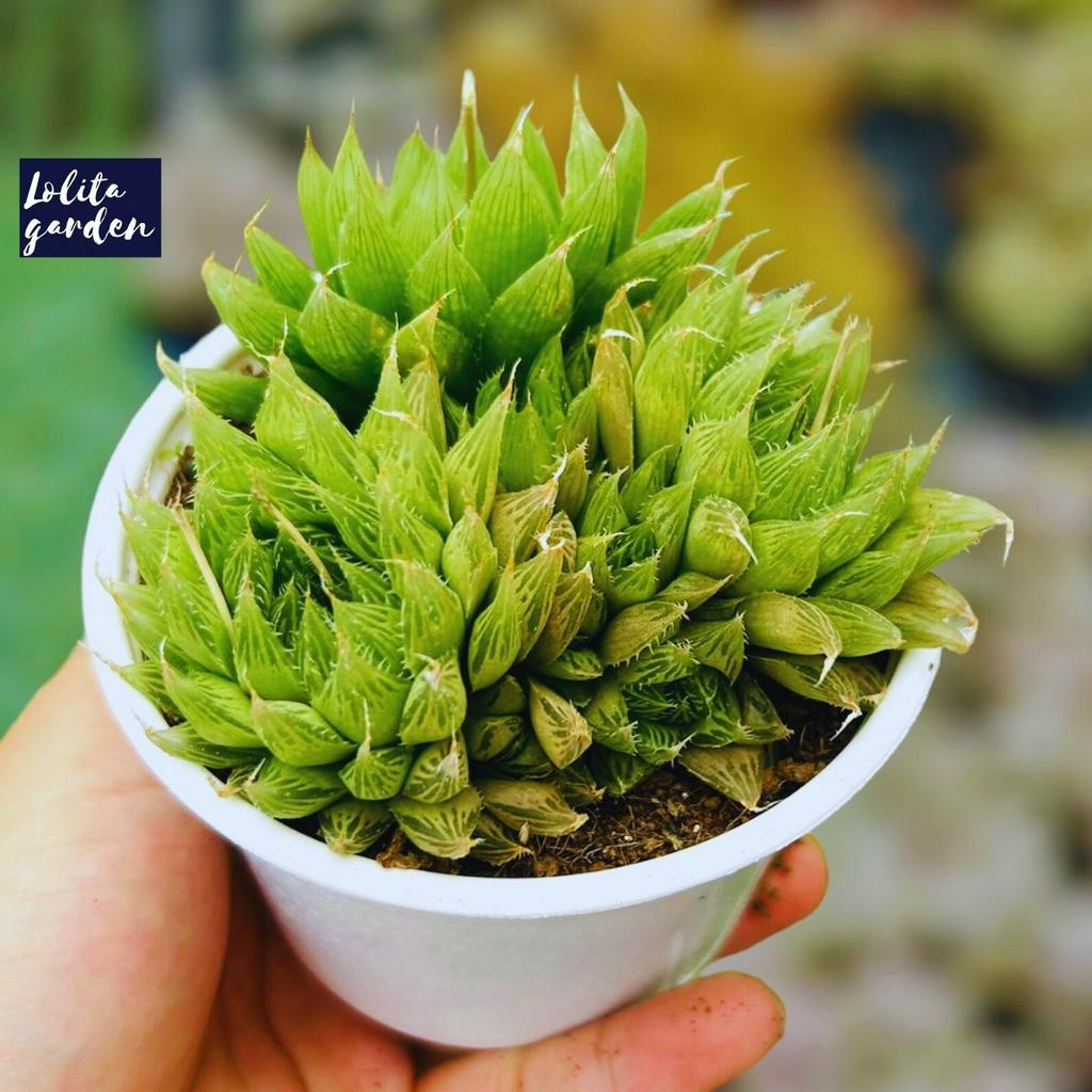 Sen đá dạ quang Đà Lạt size trung bình cây cảnh trang trí nhà cửa Lolita garden