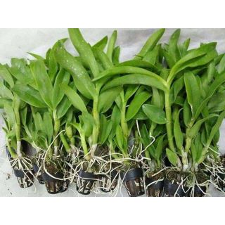 LAN DENRO NẮNG GIỐNG