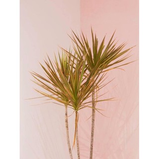 Cây HUYẾT DỤ KIẾM to cao 1m-m5 trang trí nhà cửa, sân vườn