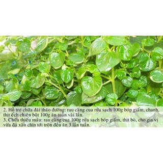 Kho buôn Hạt giống rau càng cua rau xanh trồng chậu gói 0.5 G