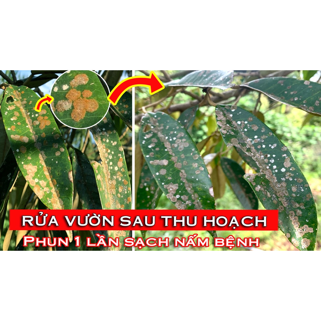 RIKBLUE – Đồng hữu cơ - Sạch Rong Rêu, Nấm Tảo