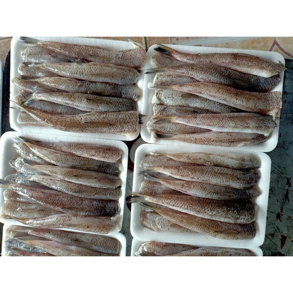 Cá bống biển siêu rẻ siêu ngon❤️size to❤️