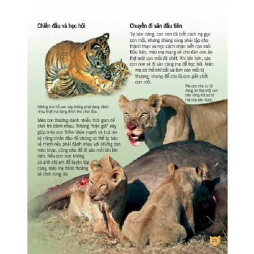 Sách - Bách Khoa Tri Thức Về Khám Phá Thế Giới Cho Trẻ Em - Các Loài Mèo Lớn (Bìa Cứng)