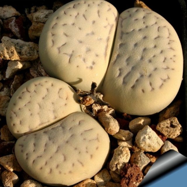 Lithops vallis-mariae
Size 1.5cm