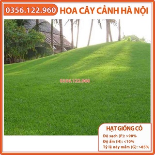 Hạt giống cỏ nhung nhật gói 500g