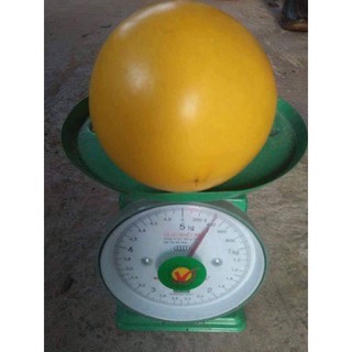 cây giống vú sữa vàng