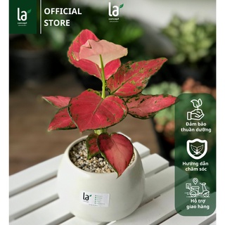 Vạn Lộc Hồng
