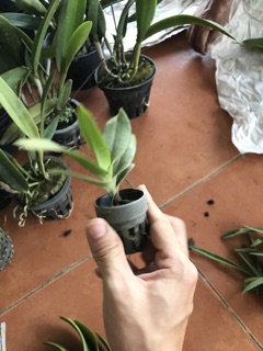 Combo 2cây hoàng nhạn như hình