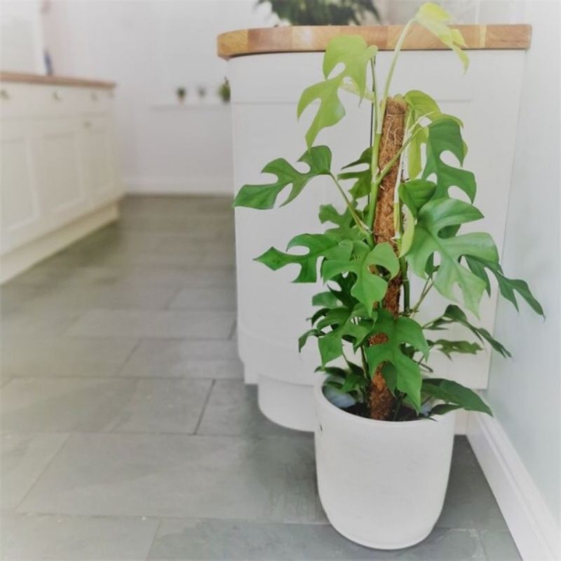 Chậu cứng monstera lá nhỏ - Rhaphidophora Tetrasperma